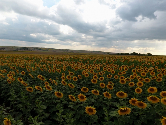 Gezgin arıcılar için Edirne vazgeçilmez durak