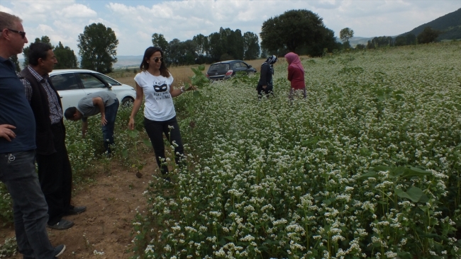 Karabuğday üretimi yaygınlaşıyor