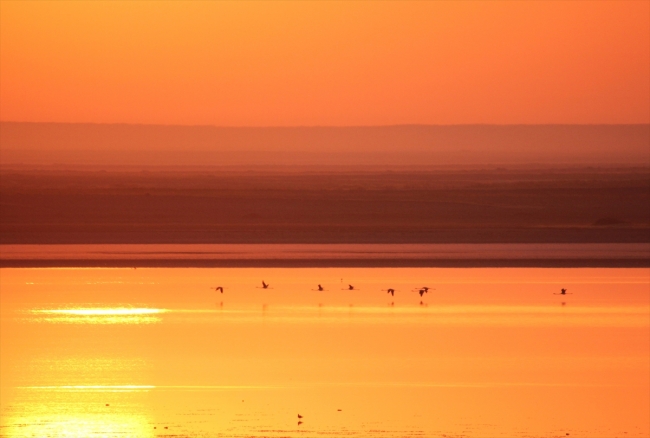 Flamingoların sabah yürüyüşü şöleni