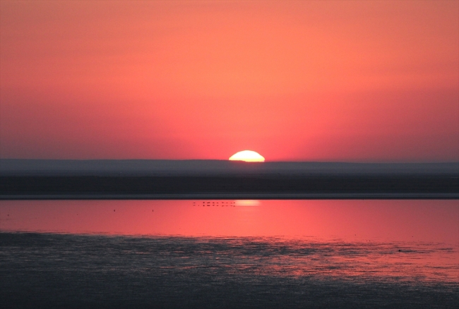 Flamingoların sabah yürüyüşü şöleni
