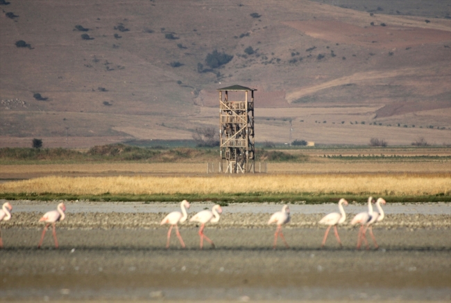 Flamingoların sabah yürüyüşü şöleni