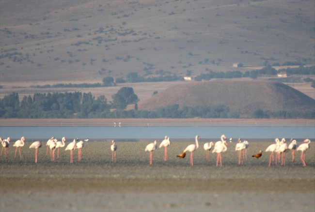Flamingoların sabah yürüyüşü şöleni
