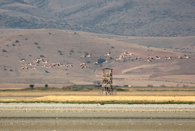 Flamingoların sabah yürüyüşü şöleni