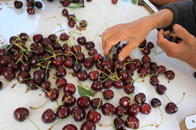 Türk kirazına Rus ve Alman ilgisi