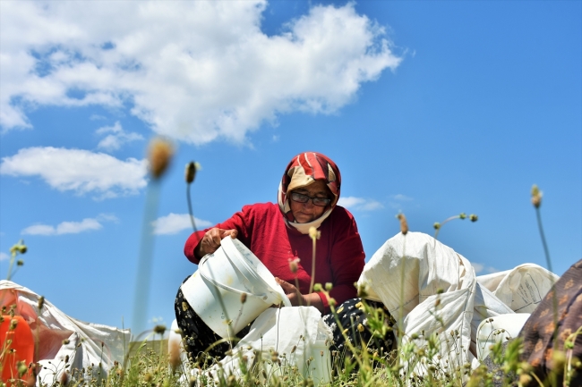 Berivanların at sırtında zorlu yolculuğu