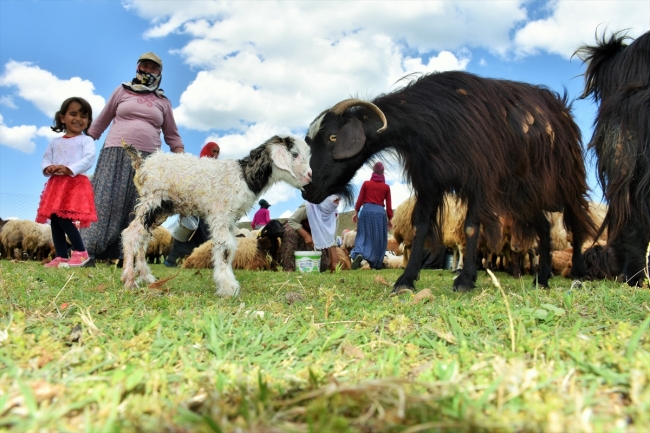 Berivanların at sırtında zorlu yolculuğu