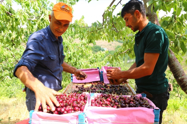 Konya'dan Çin ve Rusya'ya kiraz ihracatı