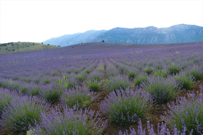 Türkiye'nin en büyük lavanta tarlasında hasat başladı