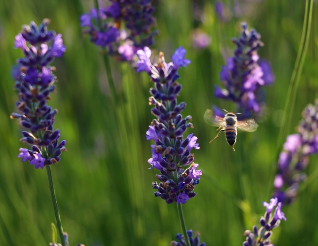 Türkiye'nin en büyük lavanta tarlasında hasat başladı