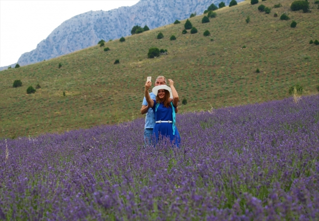 Türkiye'nin en büyük lavanta tarlasında hasat başladı