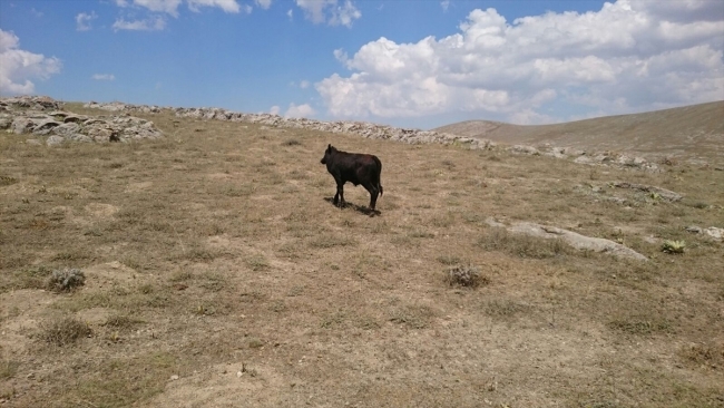 Kuyuya düşen danayı AFAD ekipleri kurtardı