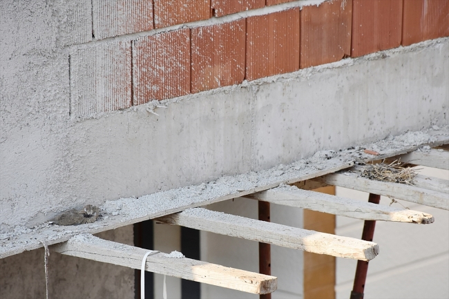 Kuş yuvasını bozmamak için inşaatı durdurdu