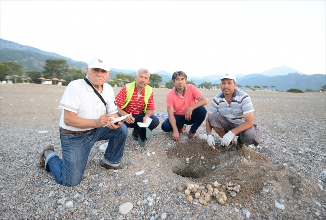 Caretta carettalar için yaşam nöbeti tutan muhtar