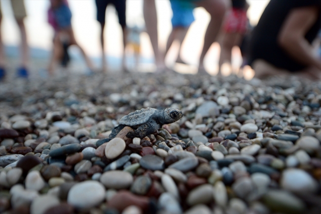 Caretta carettalar için yaşam nöbeti tutan muhtar