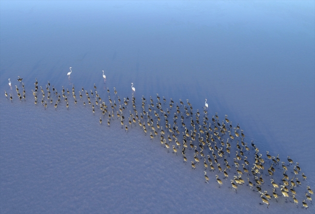 Tuz Gölü flamingo yavrularına ev sahipliği yapıyor