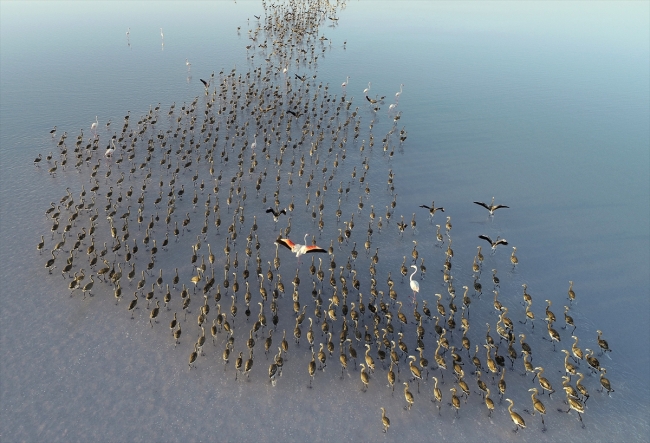 Tuz Gölü flamingo yavrularına ev sahipliği yapıyor