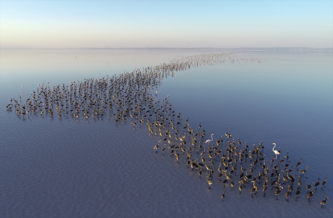 Tuz Gölü flamingo yavrularına ev sahipliği yapıyor