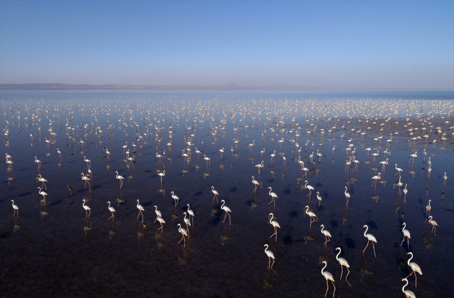Tuz Gölü flamingo yavrularına ev sahipliği yapıyor