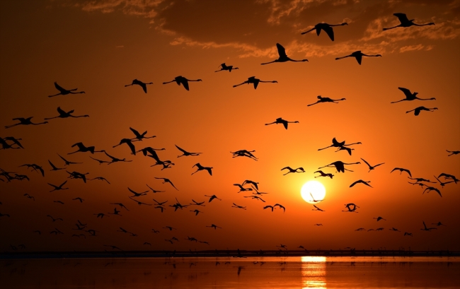 Tuz Gölü flamingo yavrularına ev sahipliği yapıyor