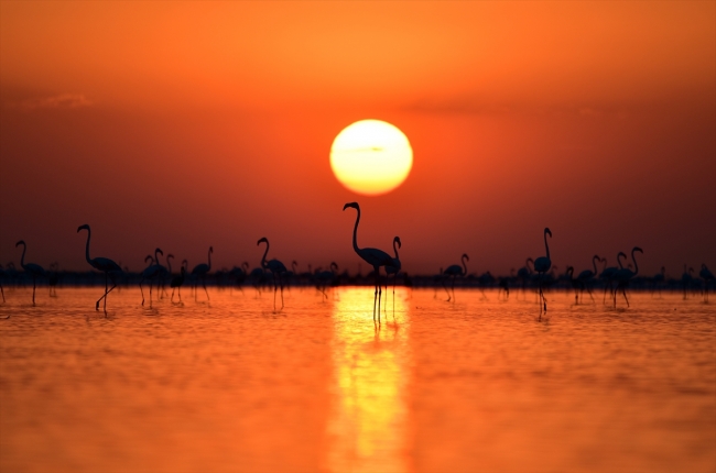 Tuz Gölü flamingo yavrularına ev sahipliği yapıyor