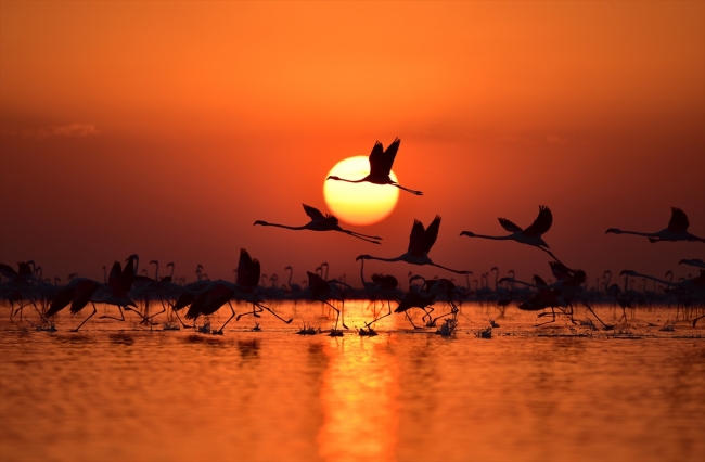 Tuz Gölü flamingo yavrularına ev sahipliği yapıyor