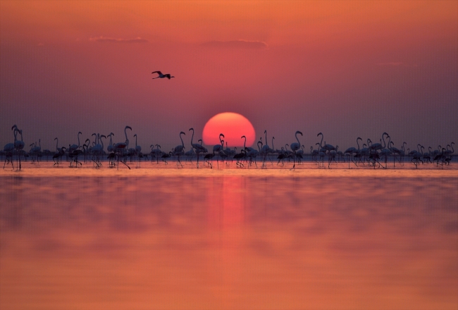 Tuz Gölü flamingo yavrularına ev sahipliği yapıyor