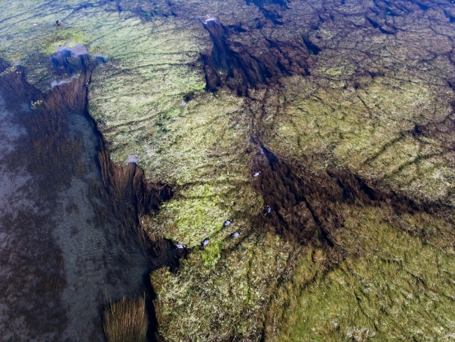 Zengin florasıyla Ağrı'nın su altı güzellikleri