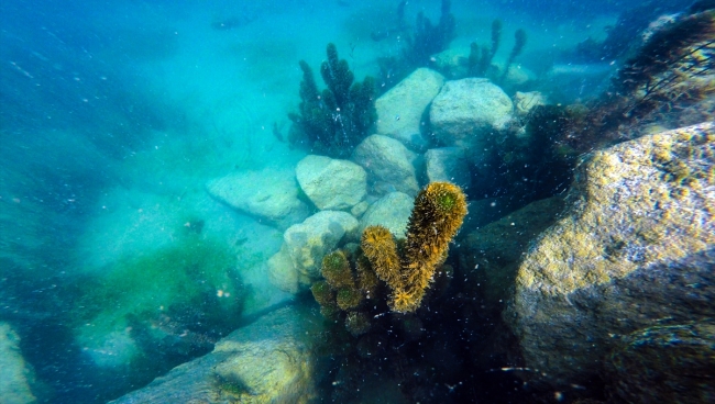 Zengin florasıyla Ağrı'nın su altı güzellikleri