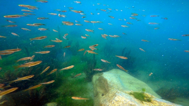 Zengin florasıyla Ağrı'nın su altı güzellikleri