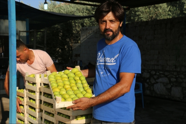 Aydın'da incir hasadı başladı