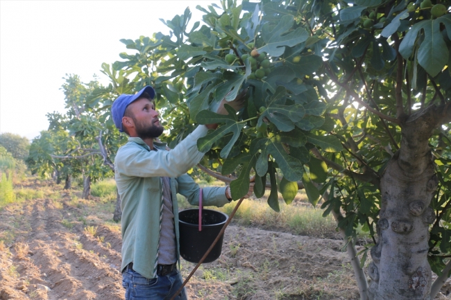 Aydın'da incir hasadı başladı
