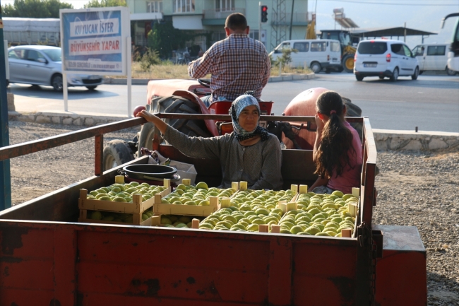 Aydın'da incir hasadı başladı