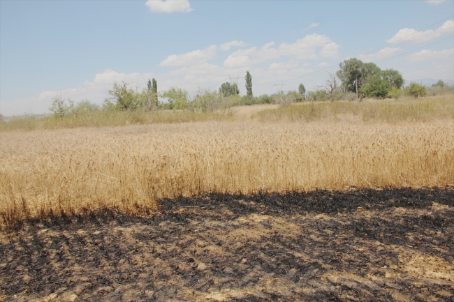Konya Seydişehir'de buğday tarlası yandı