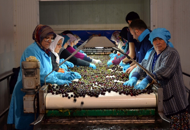Amasya kirazına dünyadan yoğun talep