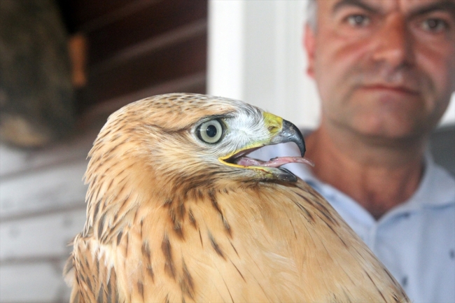 Sağlığına kavuşturduğu kızıl şahini doğaya saldı