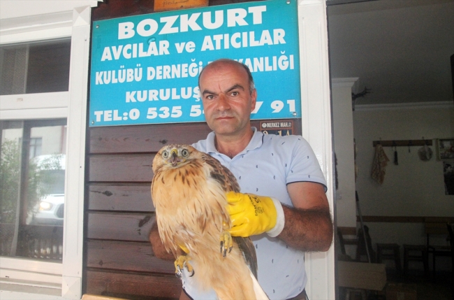 Sağlığına kavuşturduğu kızıl şahini doğaya saldı