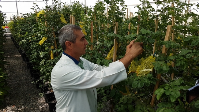 Niğde'nin tescilli 'ilk mor' patatesi