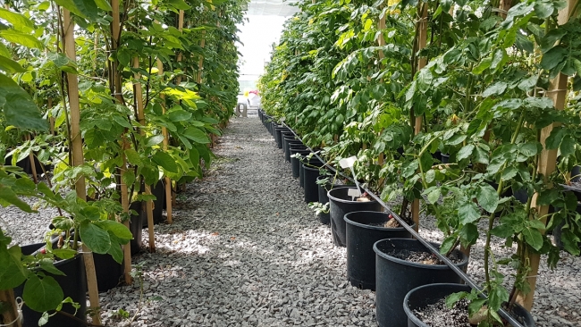 Niğde'nin tescilli 'ilk mor' patatesi