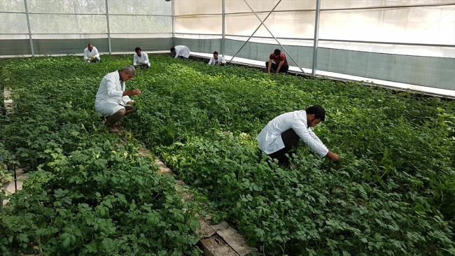 Niğde'nin tescilli 'ilk mor' patatesi