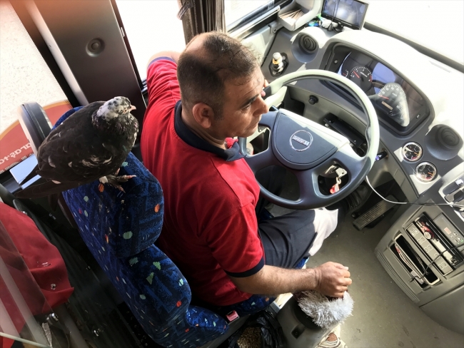 Halk otobüsü şoförü güvercinle çalışıyor