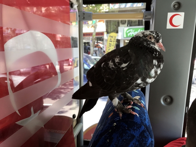 Halk otobüsü şoförü güvercinle çalışıyor