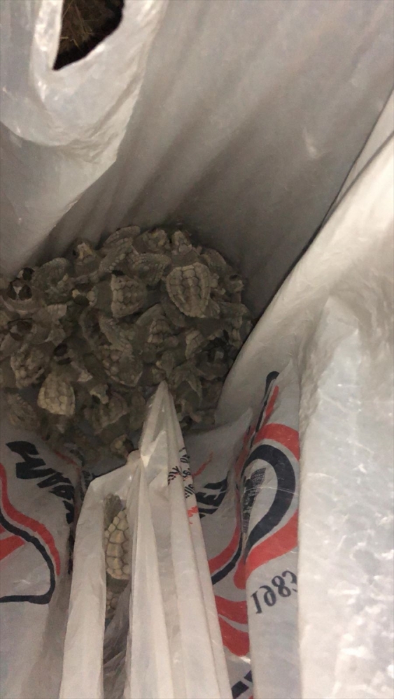 Caretta caretta yavrularının denize ulaşmalarına yardım ettiler