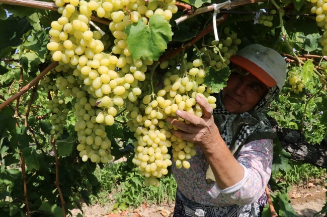 Çekirdeksiz üzüm üreticisinin yüzünü güldürüyor
