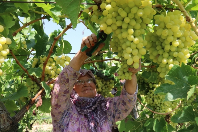 Çekirdeksiz üzüm üreticisinin yüzünü güldürüyor