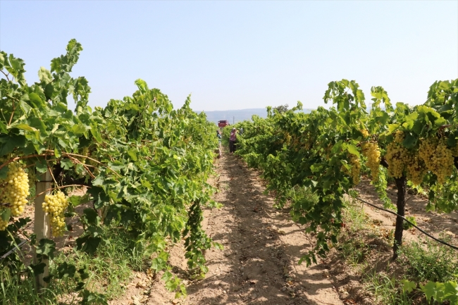 Çekirdeksiz üzüm üreticisinin yüzünü güldürüyor