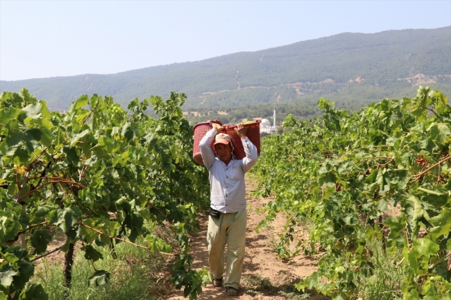 Çekirdeksiz üzüm üreticisinin yüzünü güldürüyor