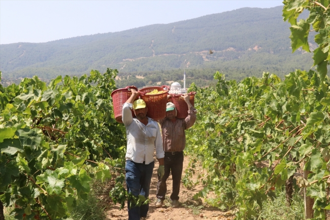 Çekirdeksiz üzüm üreticisinin yüzünü güldürüyor