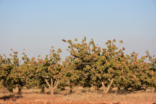 Suriye'de 7 yıl sonra ilk fıstık hasadı