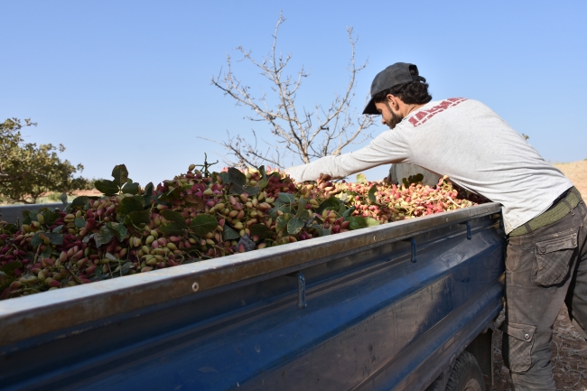 Suriye'de 7 yıl sonra ilk fıstık hasadı