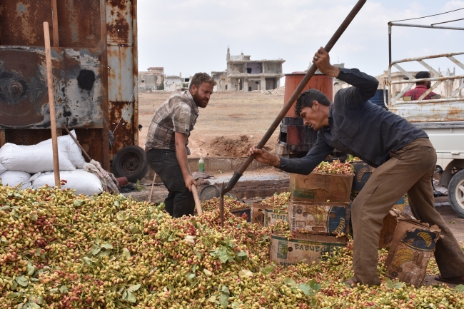 Suriye'de 7 yıl sonra ilk fıstık hasadı
